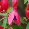 Fuchsia 'tom Thumb' - 3l