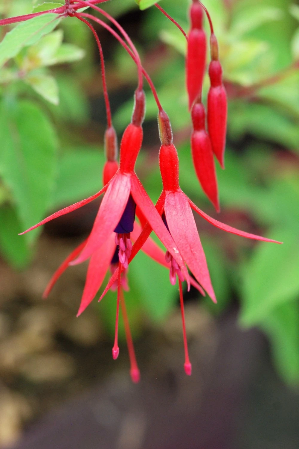 Fuchsia 'ricartonii' - 3l 1 Fuchsia 'ricartonii' - 3l