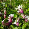 Clématite 'princess Kate®' ('zoprika') - Clematis Texensis 3l