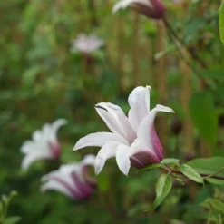 Clématite 'princess Kate®' ('zoprika') - Clematis Texensis 3l -Promos Jardesia Magasin 64870cd0132795.26752018