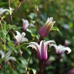 Clématite 'princess Kate®' ('zoprika') - Clematis Texensis 3l -Promos Jardesia Magasin 64870cd01d8a44.32004673