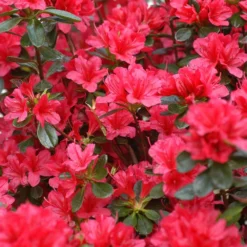 Azalée Du Japon 'hino Crimson ' - 3l