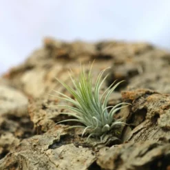 Tillandsia Ionantha Var. Ionantha - 4 à 6 Cm Volume - Lot De 10