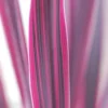 Cordyline 'pink Passion ? ' - 3l