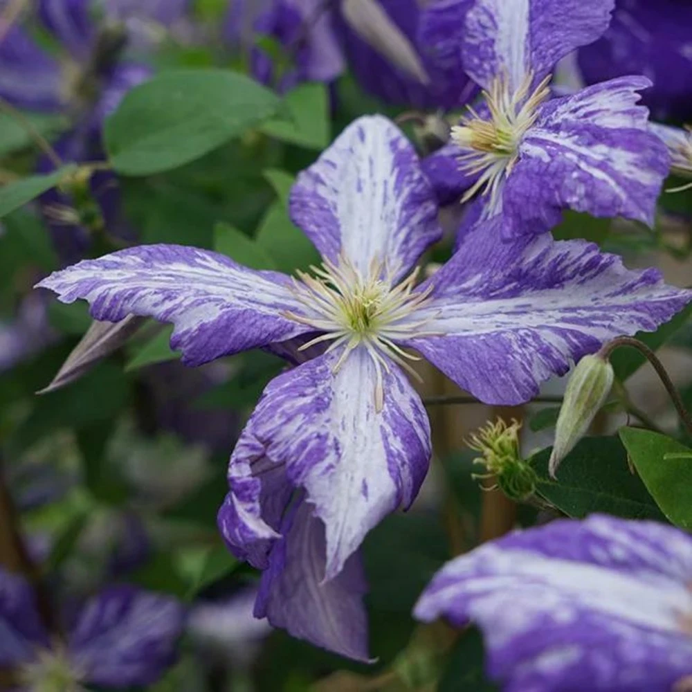 Clématite 'tie Dye' Clematis Jackmanii 3l 1 Clématite 'tie Dye' Clematis Jackmanii 3l
