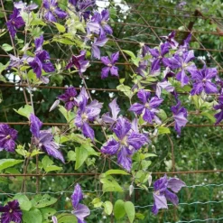 Clématite 'tie Dye' Clematis Jackmanii 3l 6 Clématite 'tie Dye' Clematis Jackmanii 3l -Promos Jardesia Magasin 648993b12a7d77.11995738