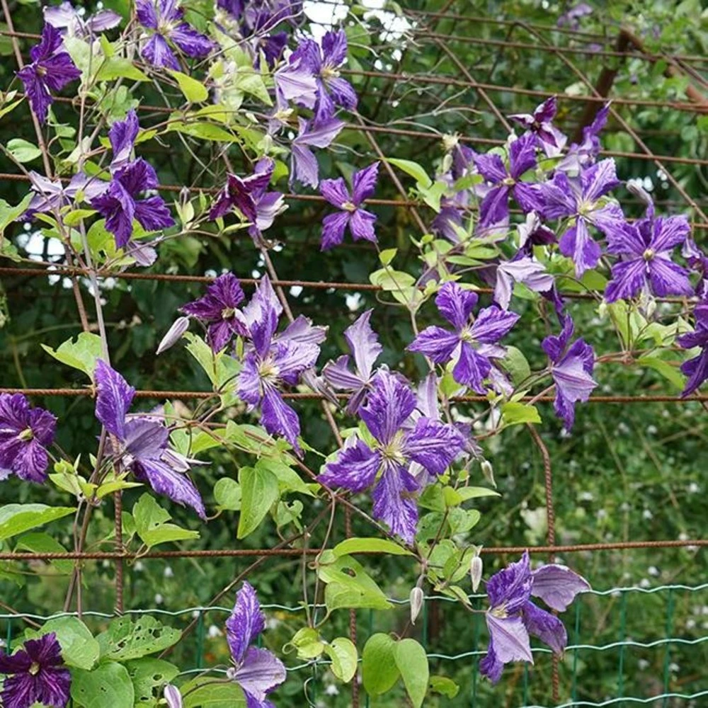 Clématite 'tie Dye' Clematis Jackmanii 3l 3 Clématite 'tie Dye' Clematis Jackmanii 3l – Image 3