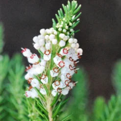 Bruyère Vagabonde 'alba' - 3l