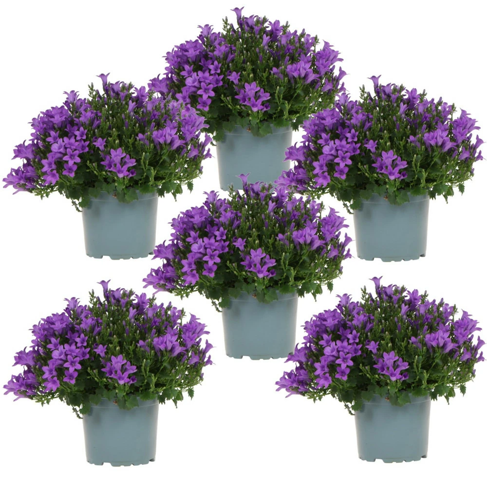 Campanula Addenda - Glockenblume Lila - 12cm Topf - 6 Pflanzen Ausreichend Für 1qm - Bodendecker - Ambella - Winterhart 1 Campanula Addenda - Glockenblume Lila - 12cm Topf - 6 Pflanzen Ausreichend Für 1qm - Bodendecker - Ambella - Winterhart