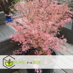 Japanese Maple 'taylor' - 'limited Edition' - Pot 19cm - Hauteur 60-70cm -Promos Jardesia Magasin 64932591647bf2.45258243