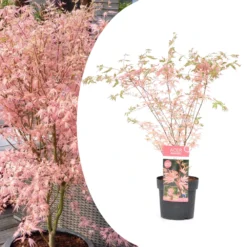Japanese Maple 'taylor' - 'limited Edition' - Pot 19cm - Hauteur 60-70cm