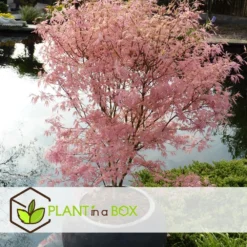 Japanese Maple 'taylor' - 'limited Edition' - Pot 19cm - Hauteur 60-70cm -Promos Jardesia Magasin 649325918db7a8.65789021