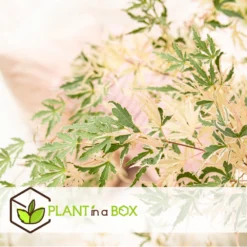 Japanese Maple 'taylor' - 'limited Edition' - Pot 19cm - Hauteur 60-70cm -Promos Jardesia Magasin 64932591b4e217.18472860