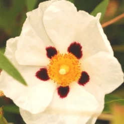 Ciste 'alan Frad' - 3l