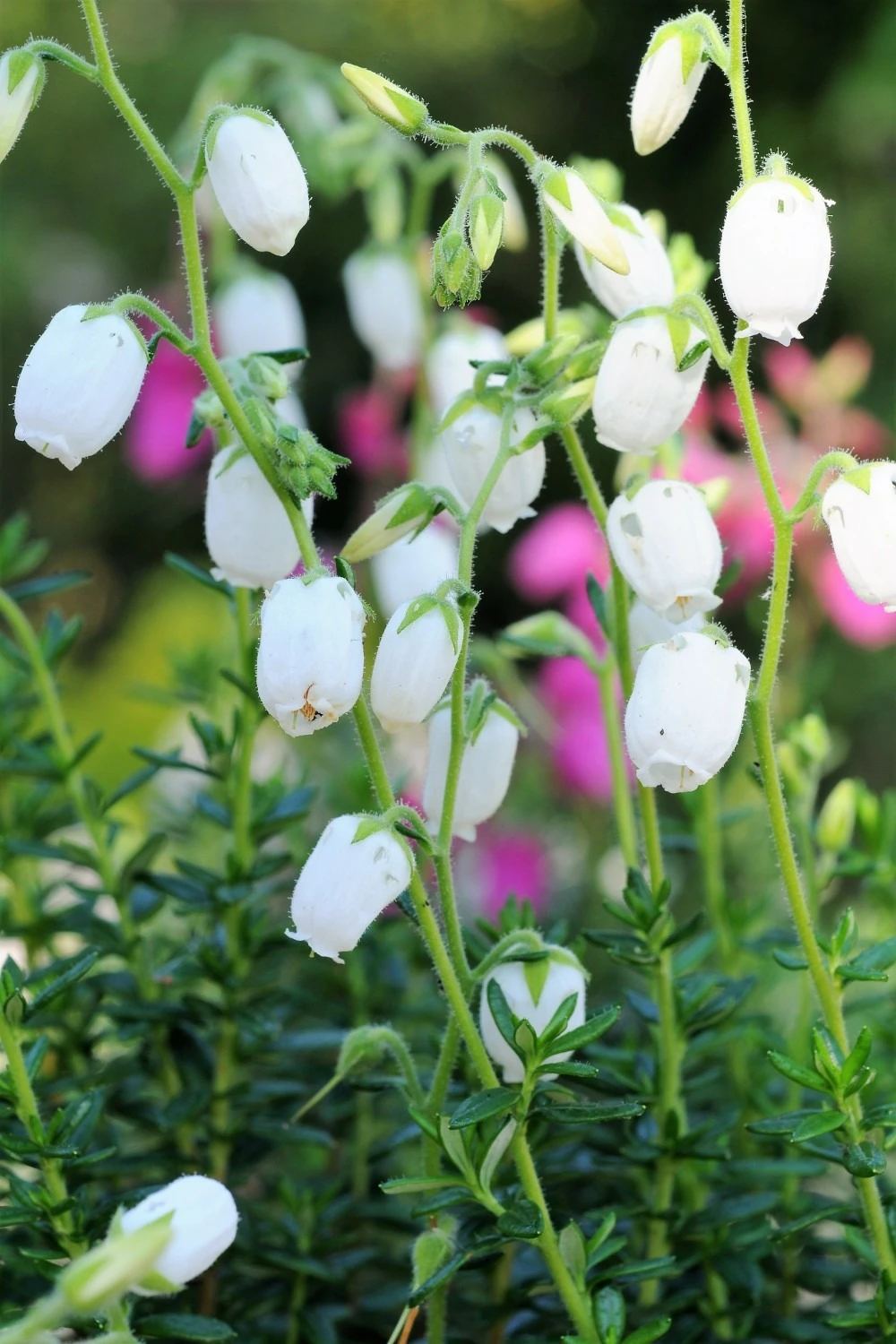 Bruyère D'irlande 'alberta White' - 3l 1 Bruyère D'irlande 'alberta White' - 3l