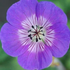 Géranium Vivace 'sweet Heidy' - 3l