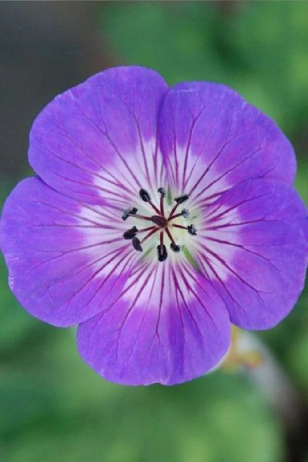 Géranium Vivace 'sweet Heidy' - 3l 1 Géranium Vivace 'sweet Heidy' - 3l