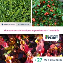 Kit Couvre Sols Classiques Et Persistants - 3 Variétés - Lot De 27 Plants En Godet