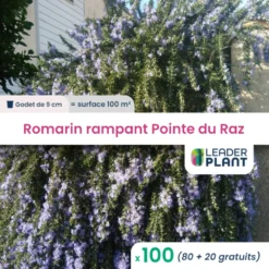 100 X Romarin Rampant Pointe Du Raz En Godet