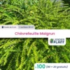 100 X Chèvrefeuille Maigrun En Godet