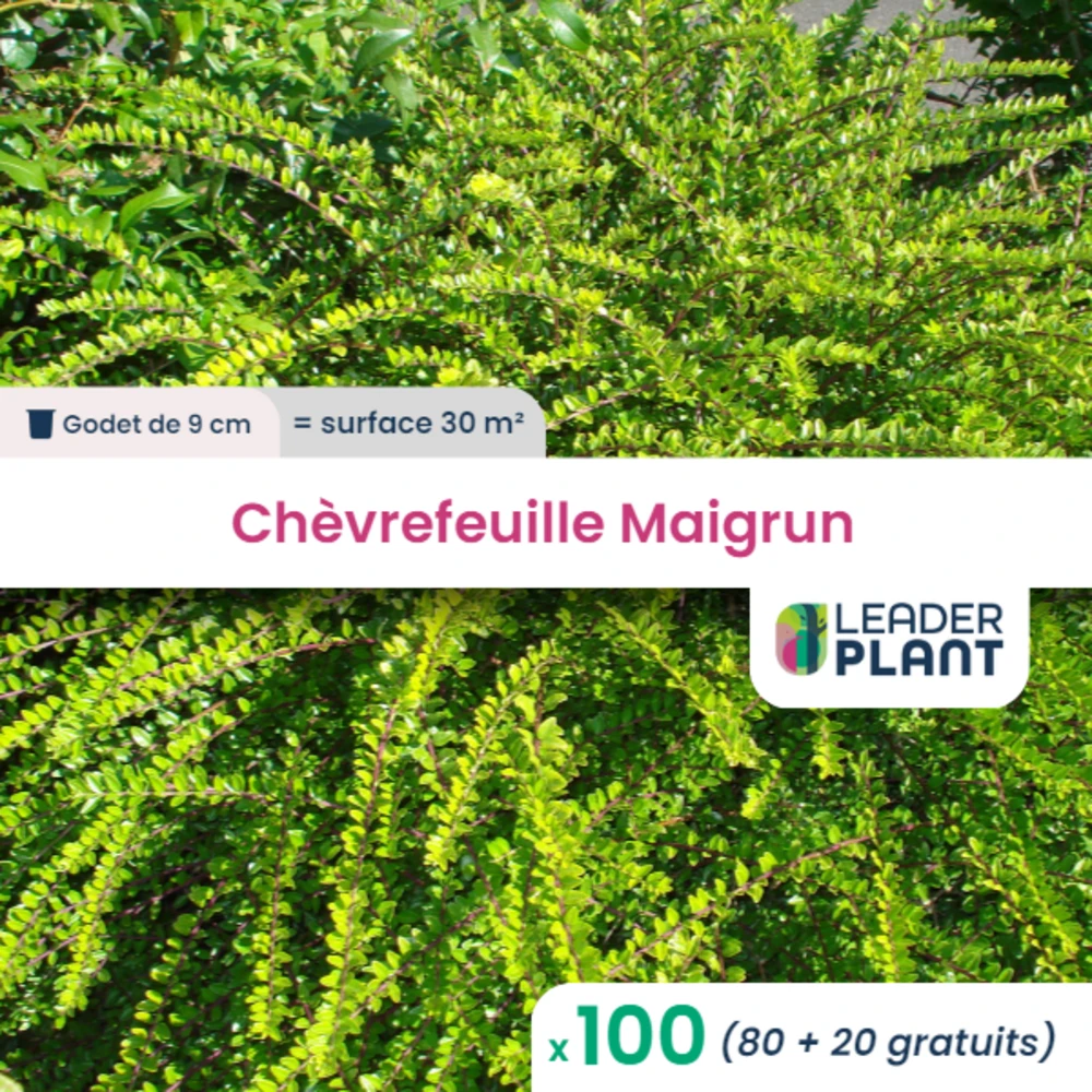 100 X Chèvrefeuille Maigrun En Godet 1 100 X Chèvrefeuille Maigrun En Godet
