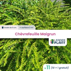 11 X Chèvrefeuille Maigrun En Godet