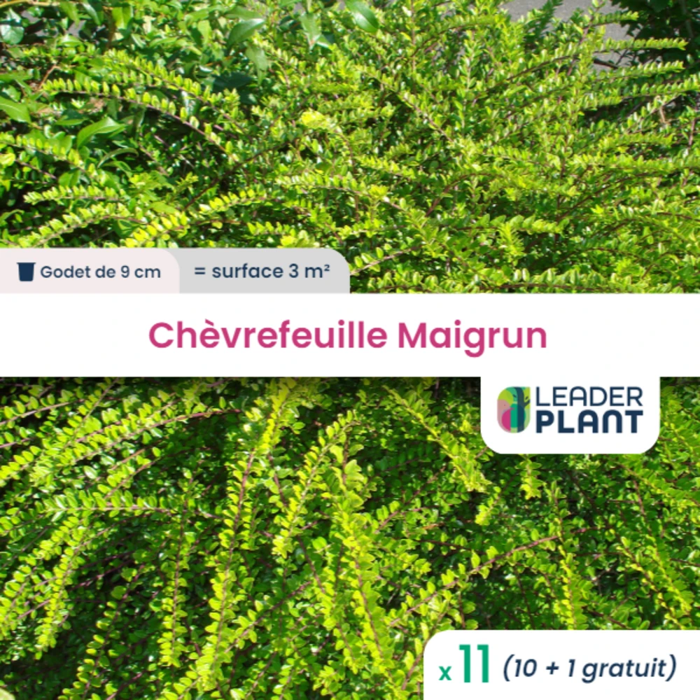 11 X Chèvrefeuille Maigrun En Godet 1 11 X Chèvrefeuille Maigrun En Godet