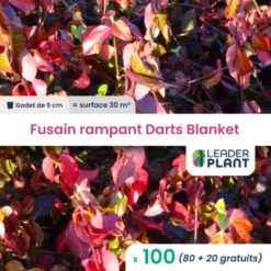 100 X Fusain Rampant Darts Blanket En Godet