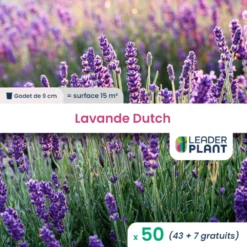 50 X Lavande Dutch En Godet