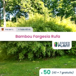 50 X Bambou Fargesia Rufa En Pot De 1 L