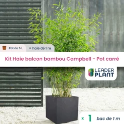 Kit Bambou Campbell En Pot De 5 L Avec Bac Pour Balcon