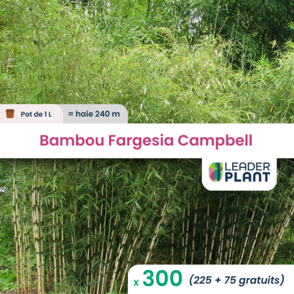 300 X Bambou Fargesia Campbell En Pot De 1 L 1 300 X Bambou Fargesia Campbell En Pot De 1 L