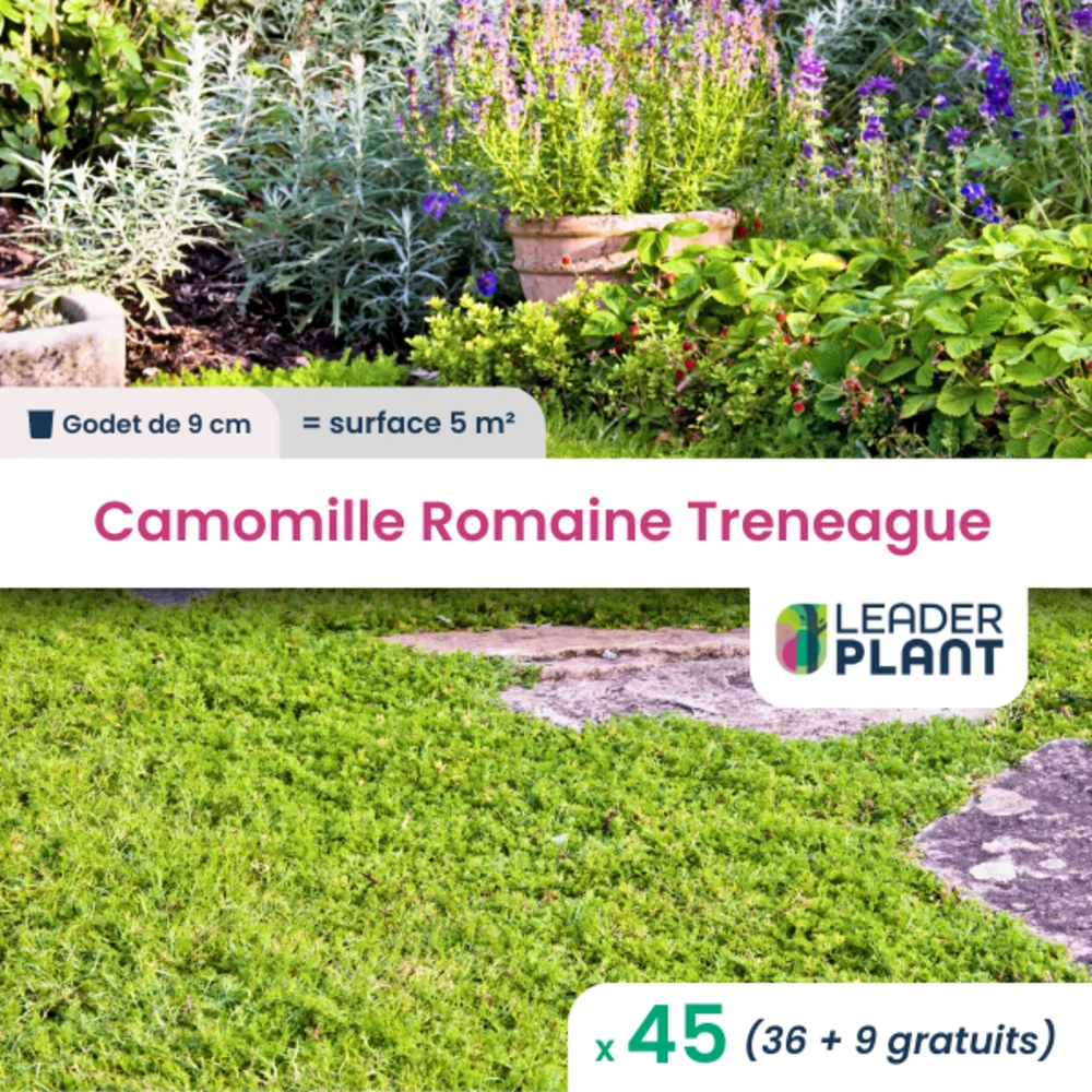 45 X Camomille Romaine Treneague En Godet 1 45 X Camomille Romaine Treneague En Godet