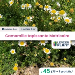 45 X Camomille Tapissante - Matricaire Gazonnante En Godet