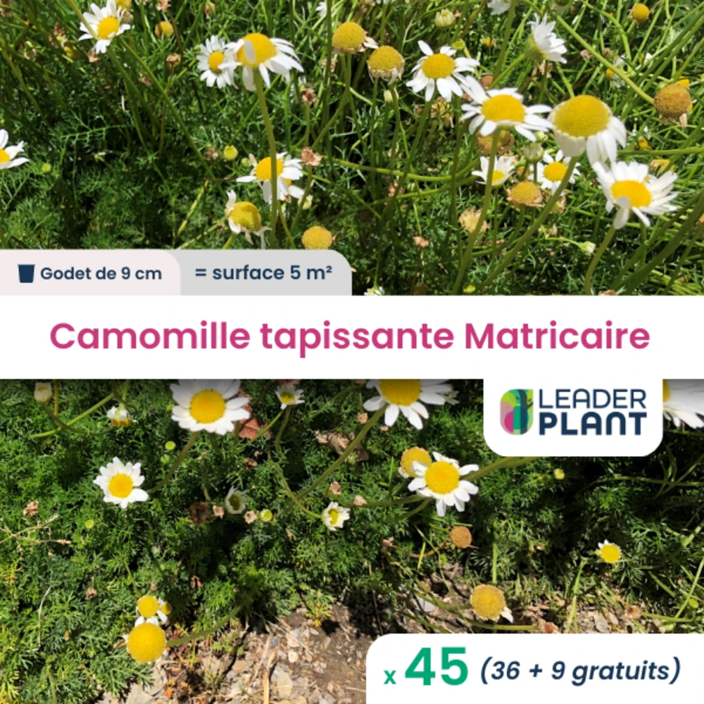 45 X Camomille Tapissante - Matricaire Gazonnante En Godet 1 45 X Camomille Tapissante - Matricaire Gazonnante En Godet