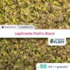 50 X Leptinelle Platt's Black En Godet