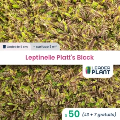 50 X Leptinelle Platt's Black En Godet
