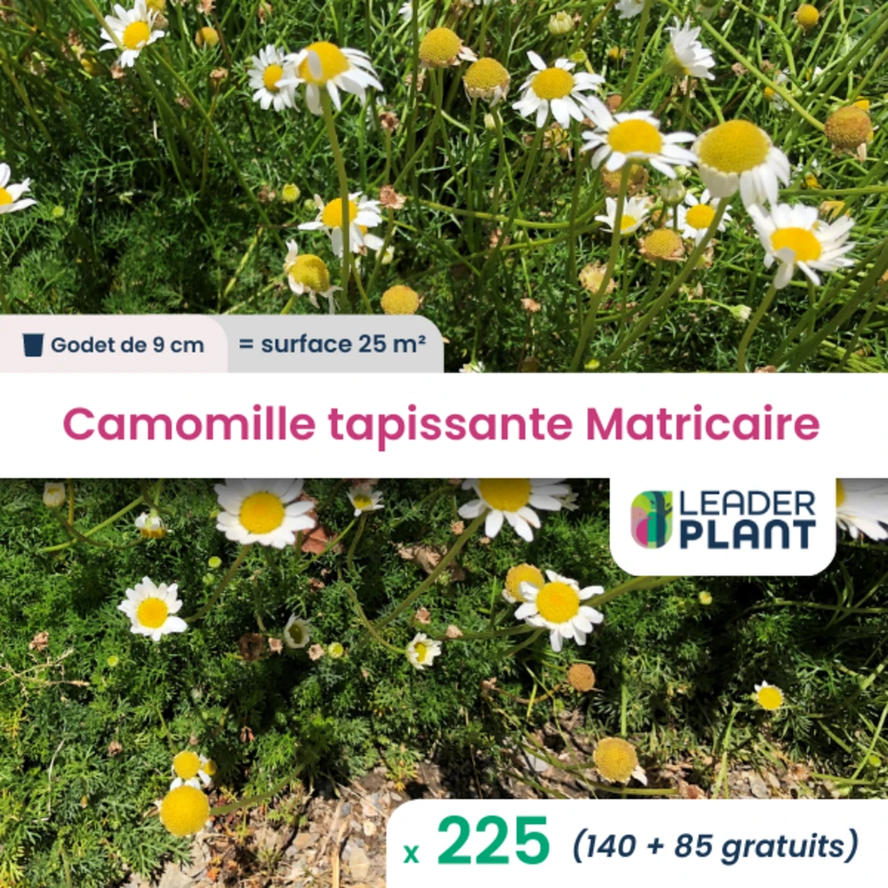 225 X Camomille Tapissante - Matricaire Gazonnante En Godet 1 225 X Camomille Tapissante - Matricaire Gazonnante En Godet