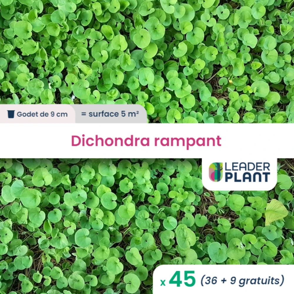 45 X Dichondra Rampant En Godet 1 45 X Dichondra Rampant En Godet
