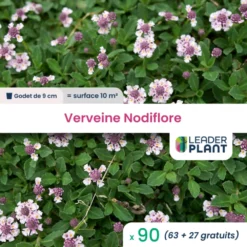 90 X Verveine Nodiflore En Godet