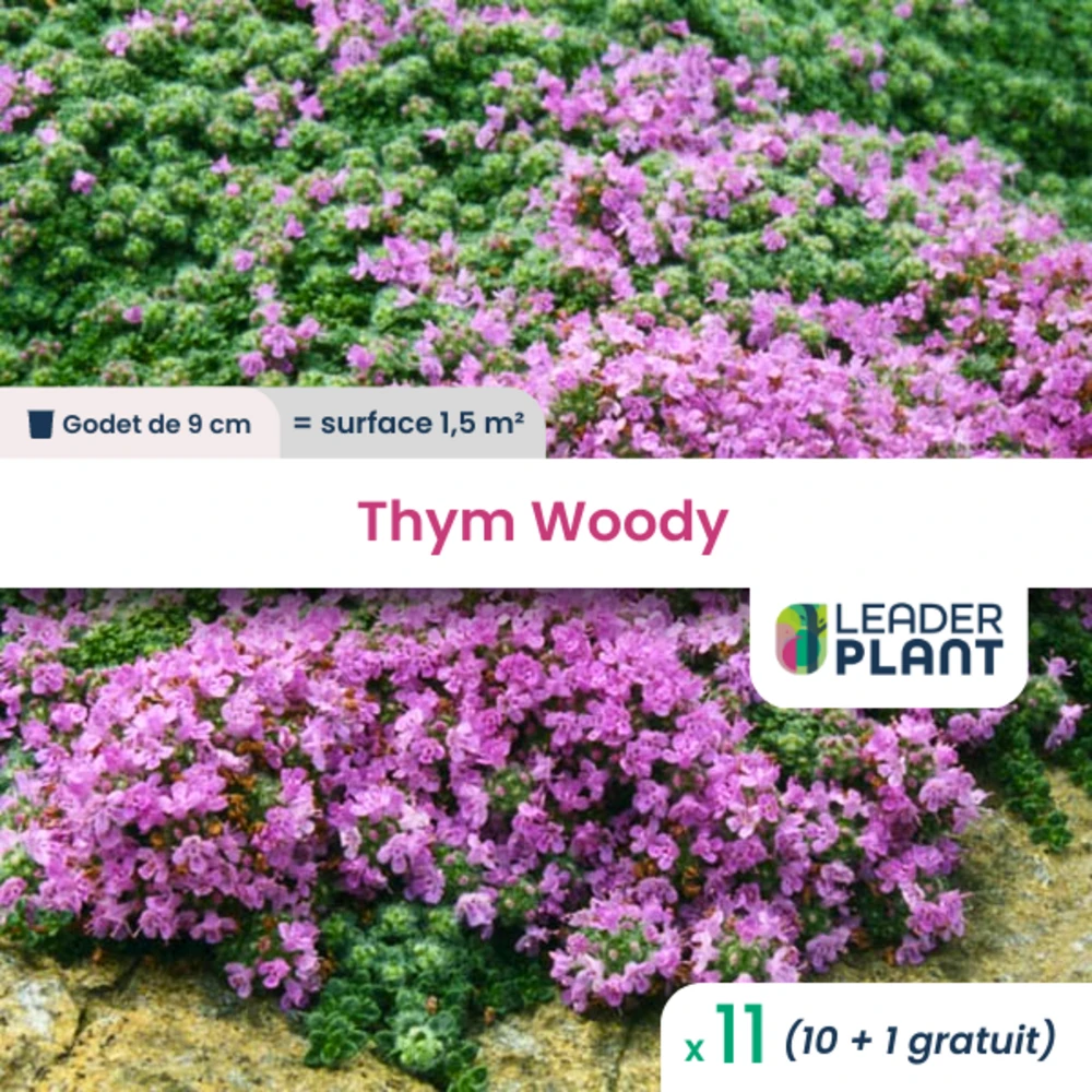 11 X Thym Laineux Rampant Woody En Godet 1 11 X Thym Laineux Rampant Woody En Godet