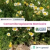 11 X Camomille Tapissante - Matricaire Gazonnante En Godet