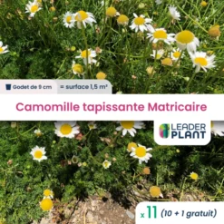 11 X Camomille Tapissante - Matricaire Gazonnante En Godet