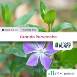 11 X Grande Pervenche En Godet