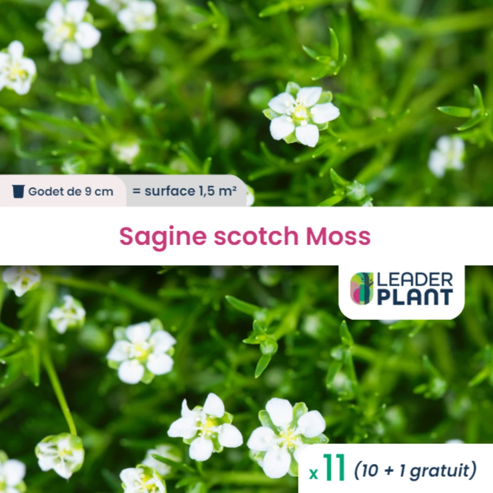 11 X Sagine Strong Moss En Godet 1 11 X Sagine Strong Moss En Godet