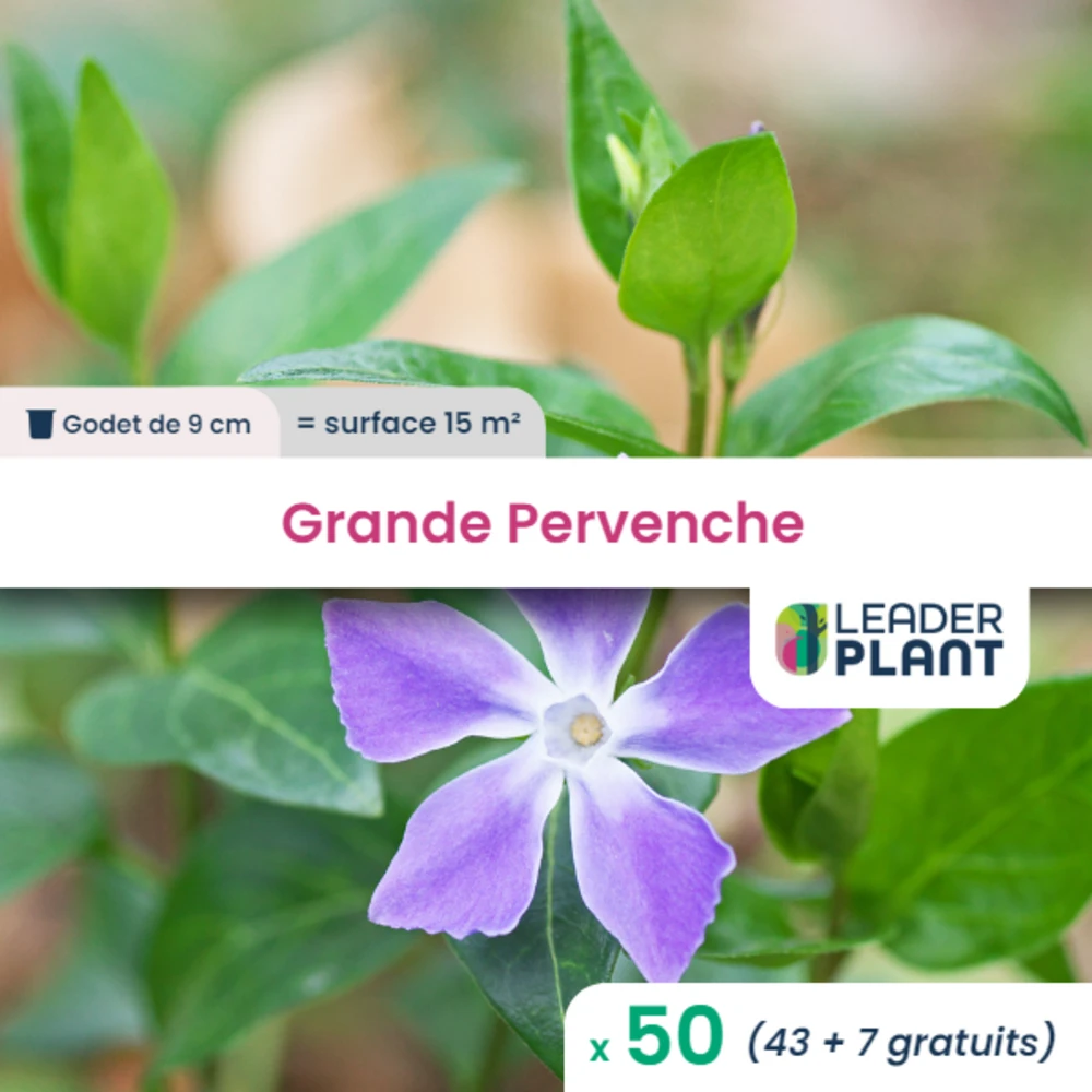 50 X Grande Pervenche En Godet 1 50 X Grande Pervenche En Godet