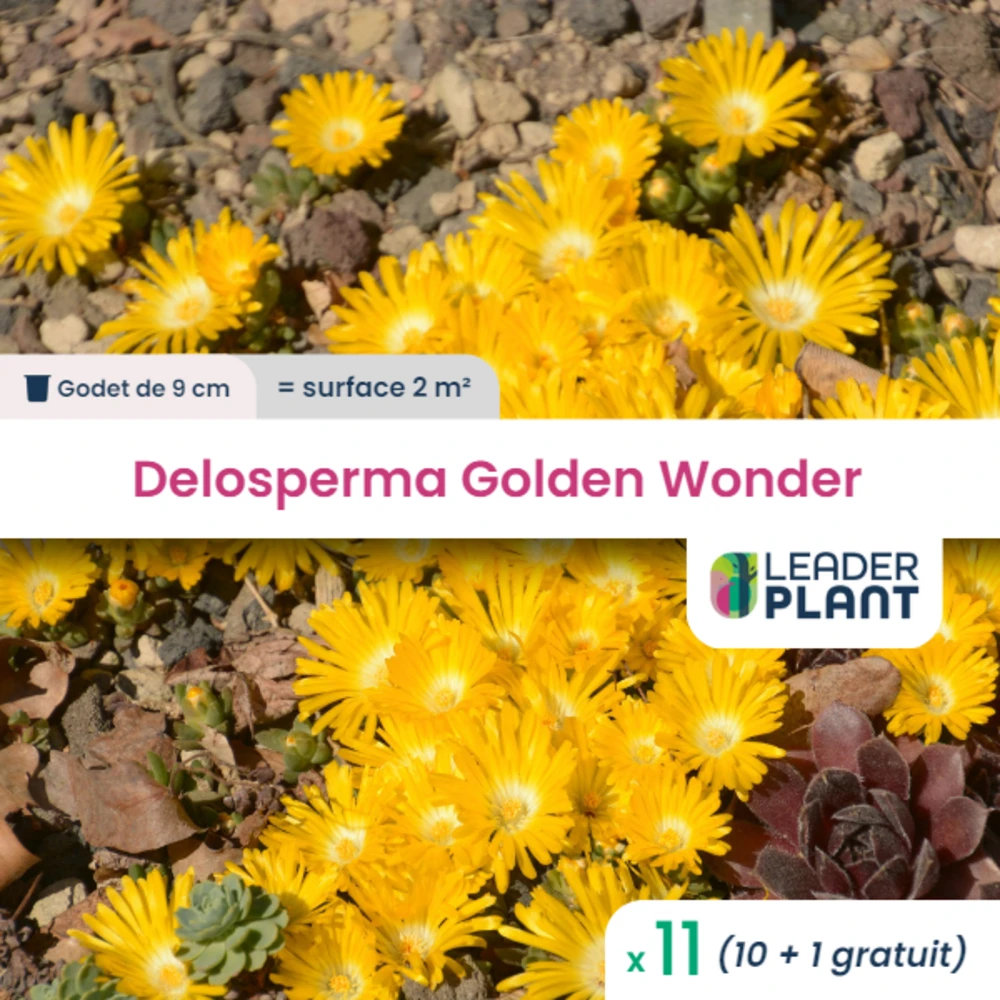 11 X Delosperma Golden Wonder ® En Godet 1 11 X Delosperma Golden Wonder ® En Godet