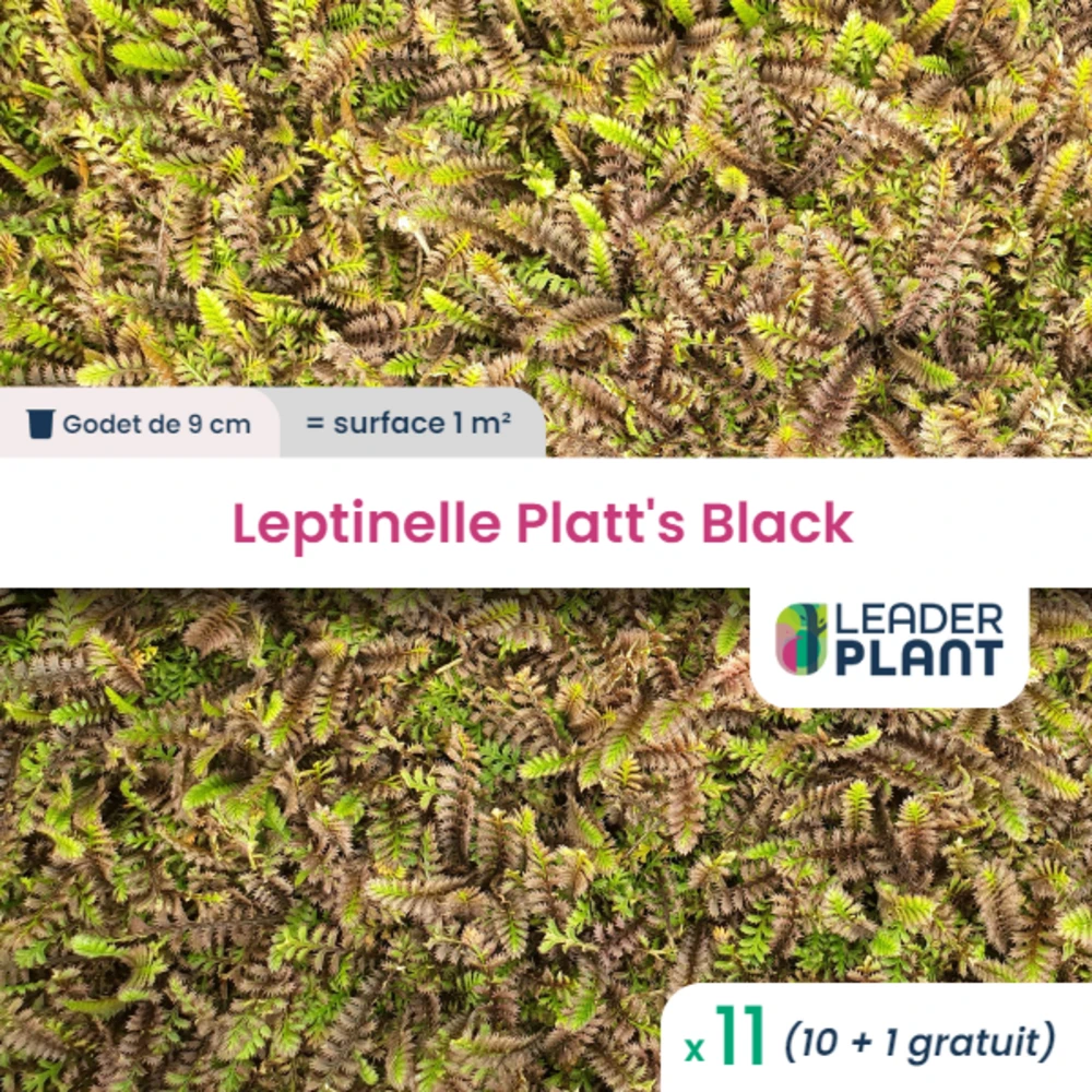 11 X Leptinelle Platt's Black En Godet 1 11 X Leptinelle Platt's Black En Godet
