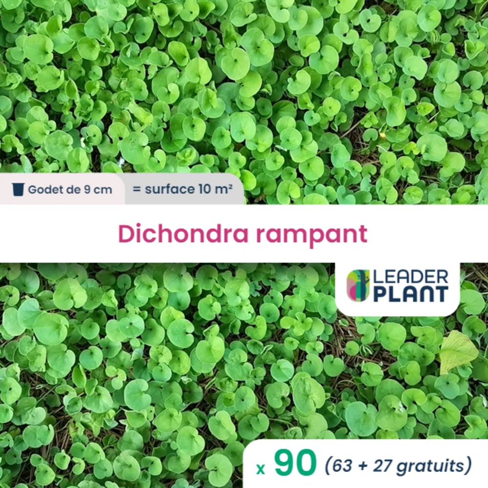 90 X Dichondra Rampant En Godet 1 90 X Dichondra Rampant En Godet