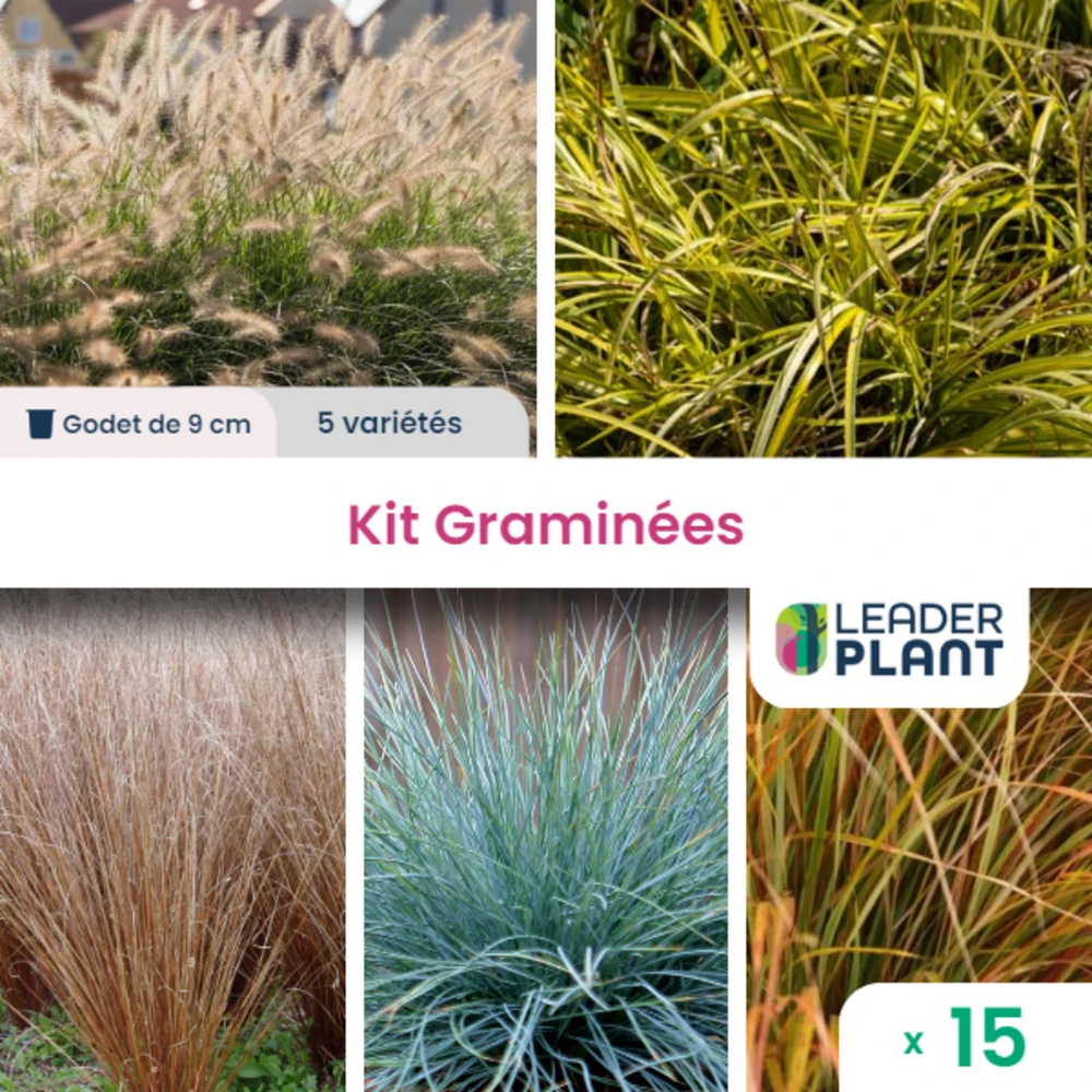 Collection De 15 Graminées - 5 Variétés - Lot De 15 Plants En Godet 1 Collection De 15 Graminées - 5 Variétés - Lot De 15 Plants En Godet